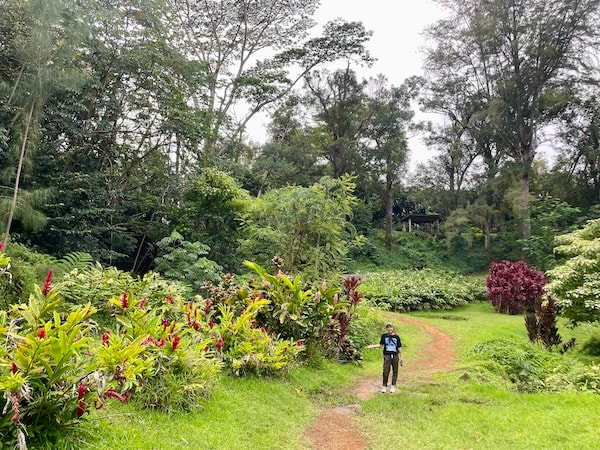 An illustrative sketch of a flower
